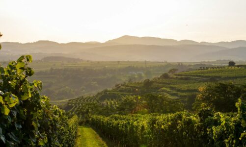 Co naprawdę oznacza ekologiczne wino? Certyfikat, zielony liść i zasady produkcji